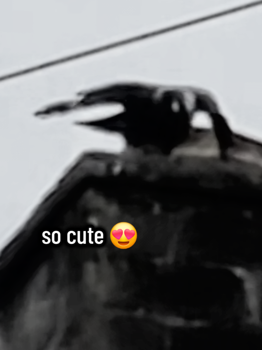 @Notorious Dan