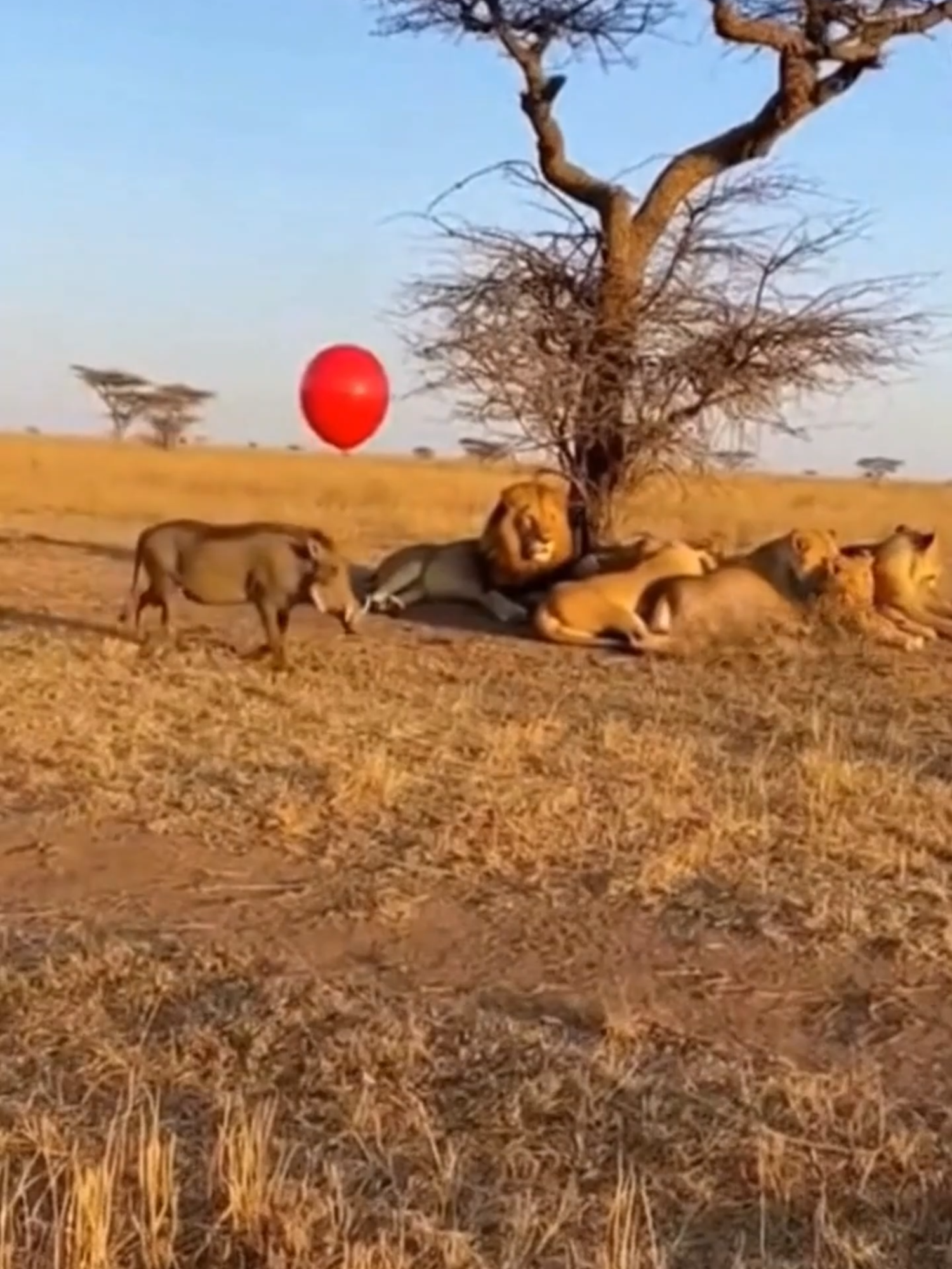 @Pride of the Wild
