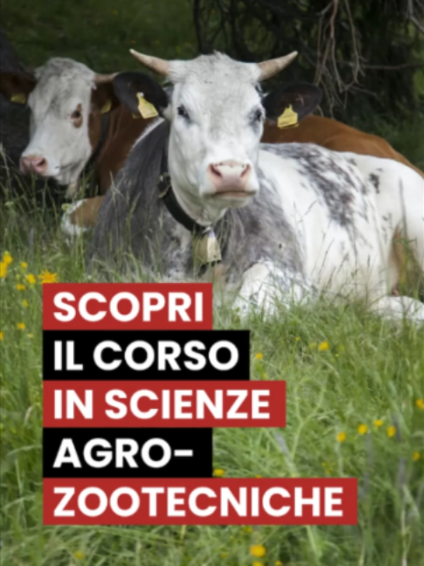 @Università di Sassari