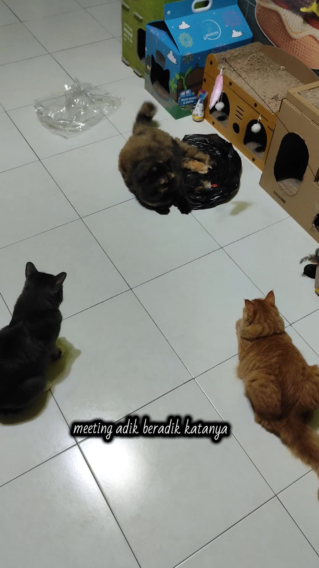 @Omma Kucing 🇲🇾🍉