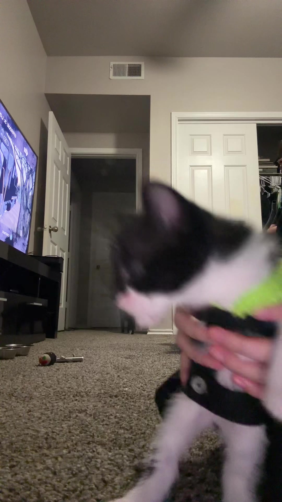 @cat_dancers