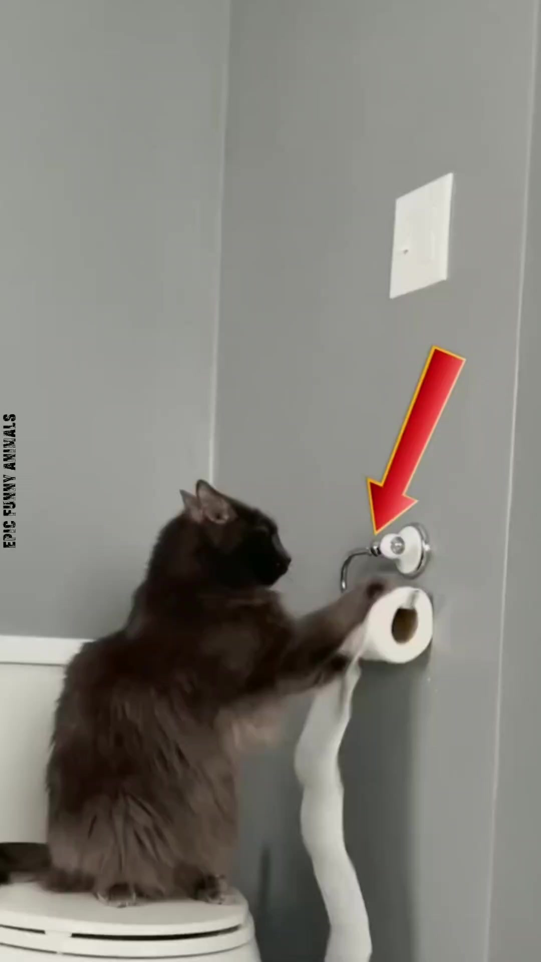 @Epic Funny Animals