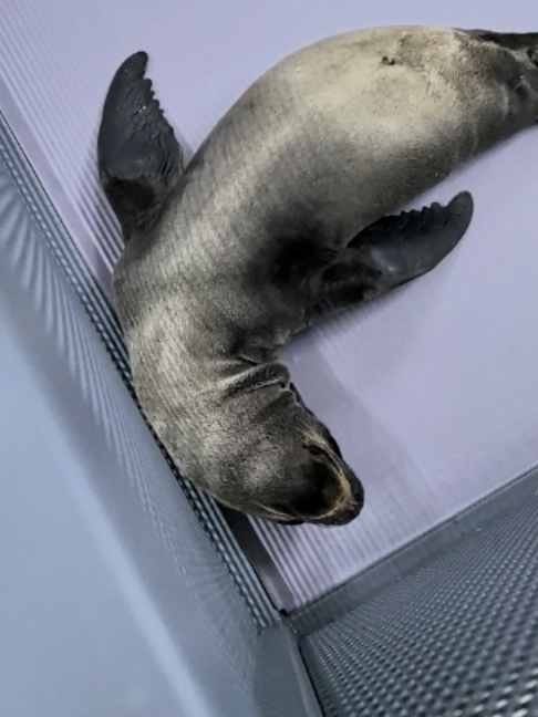 @Seal