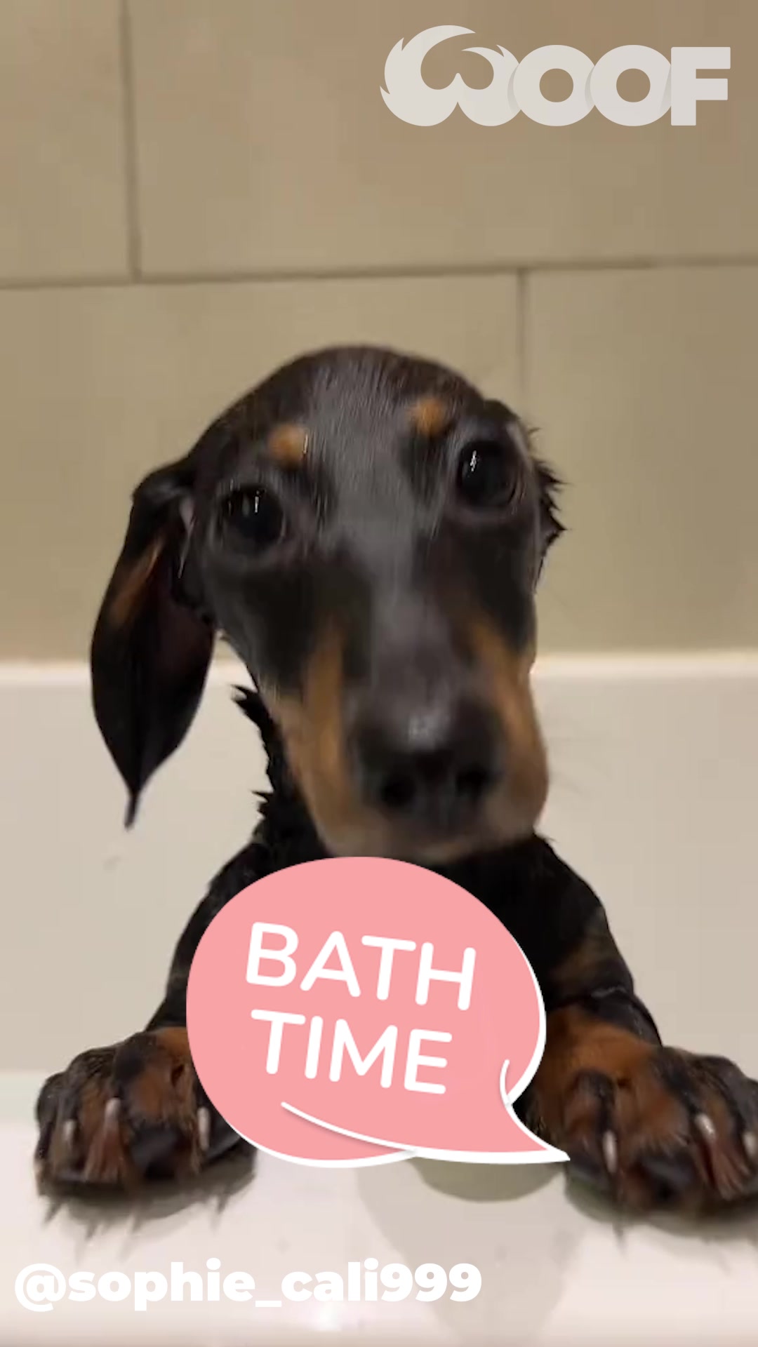 @WoofWoofTV
