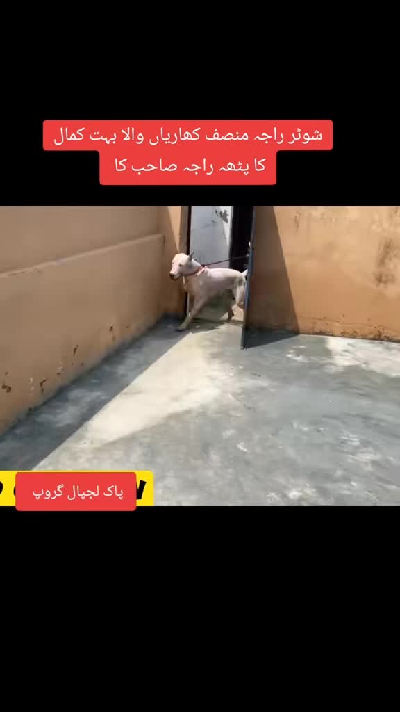 @bullishokeen2