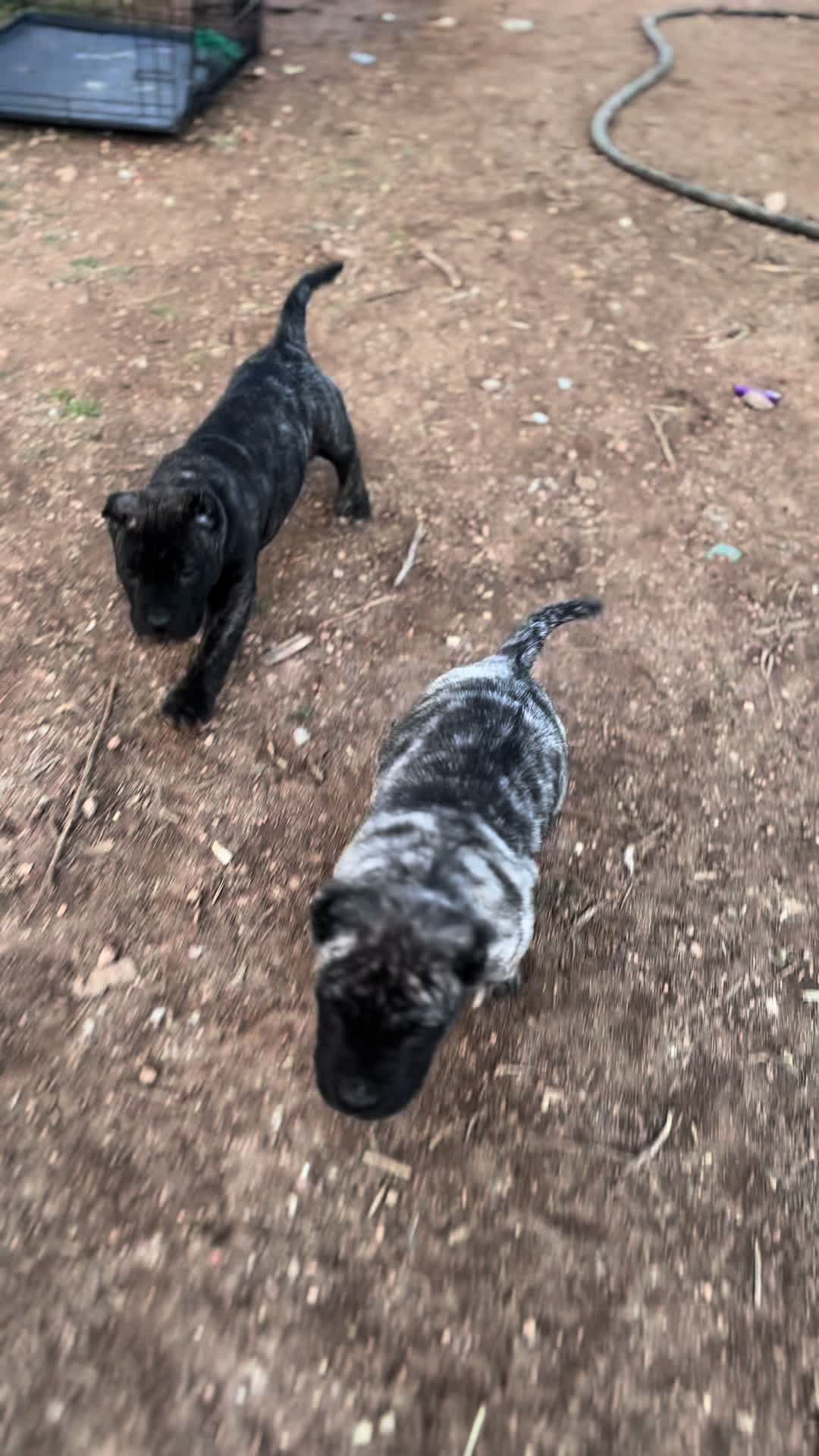 @Alberto Presa Canario Sanz
