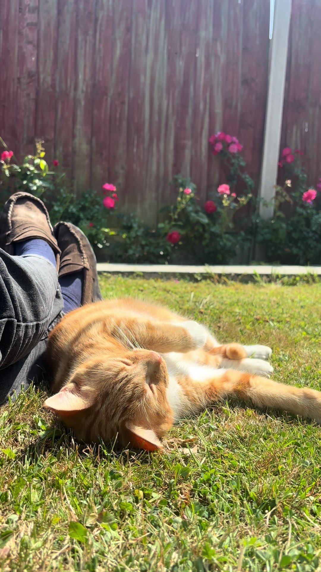@Freddie the orange cat