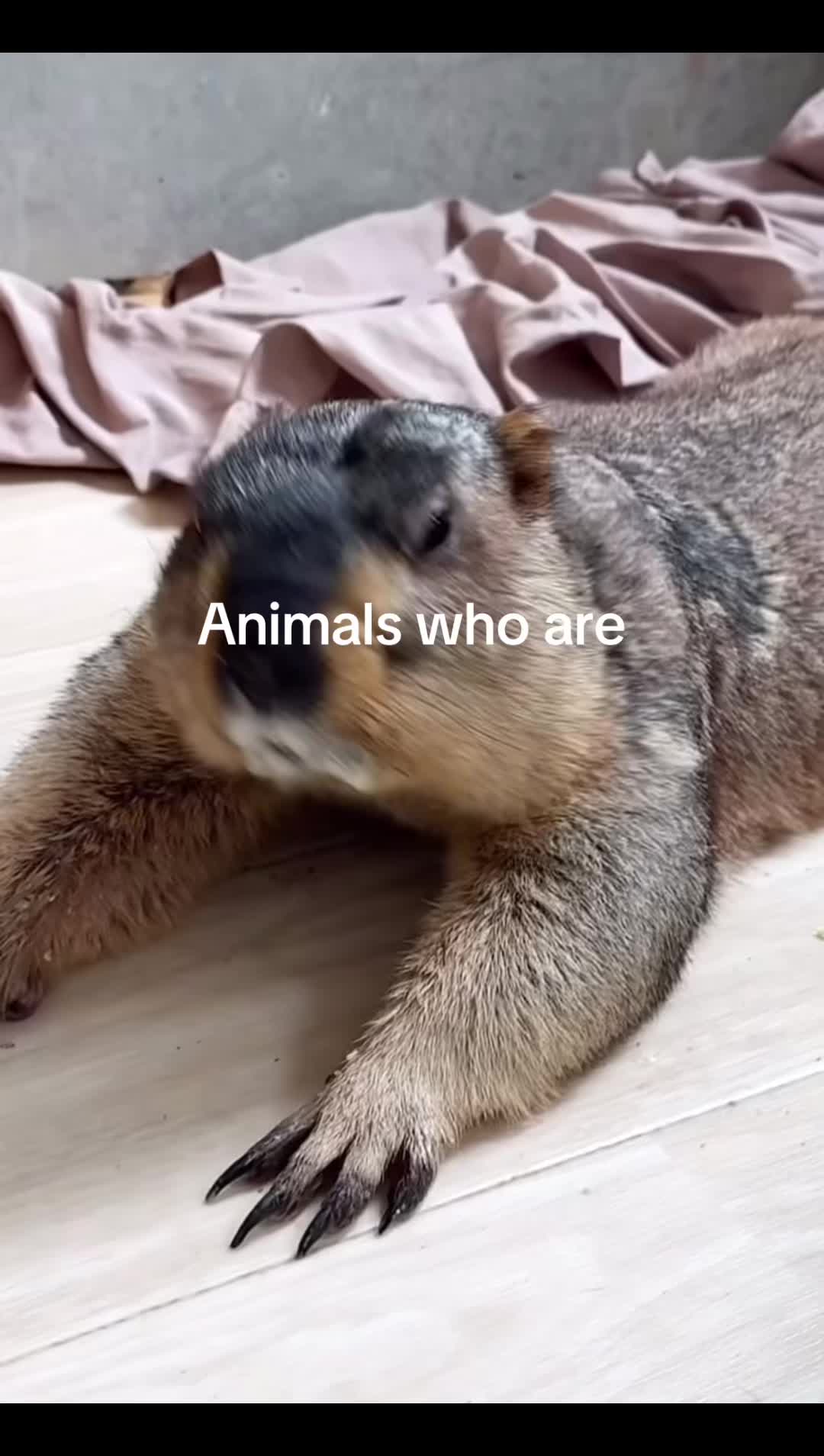 @dailymarmot00