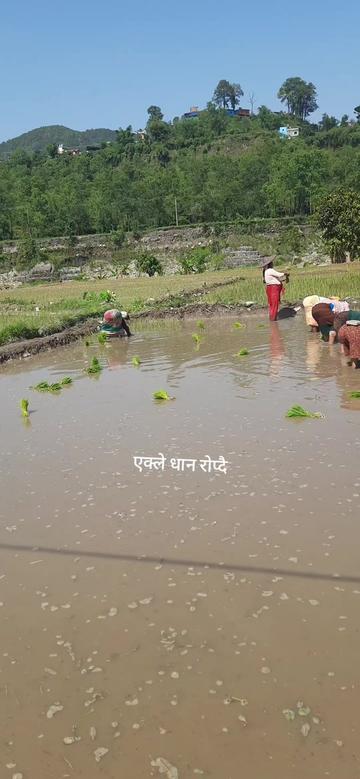 @salina ( प्हच्यु तमुस्यो )