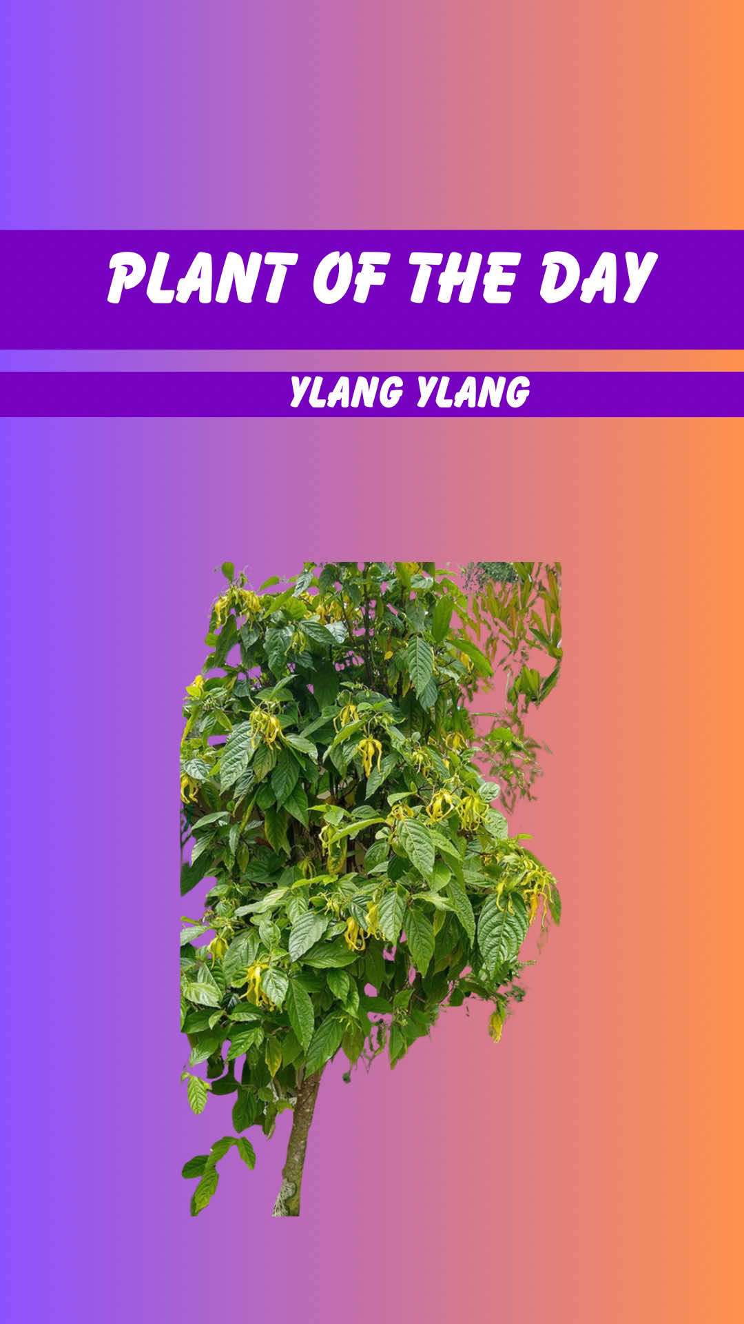 @Oils_for_Every_Family
