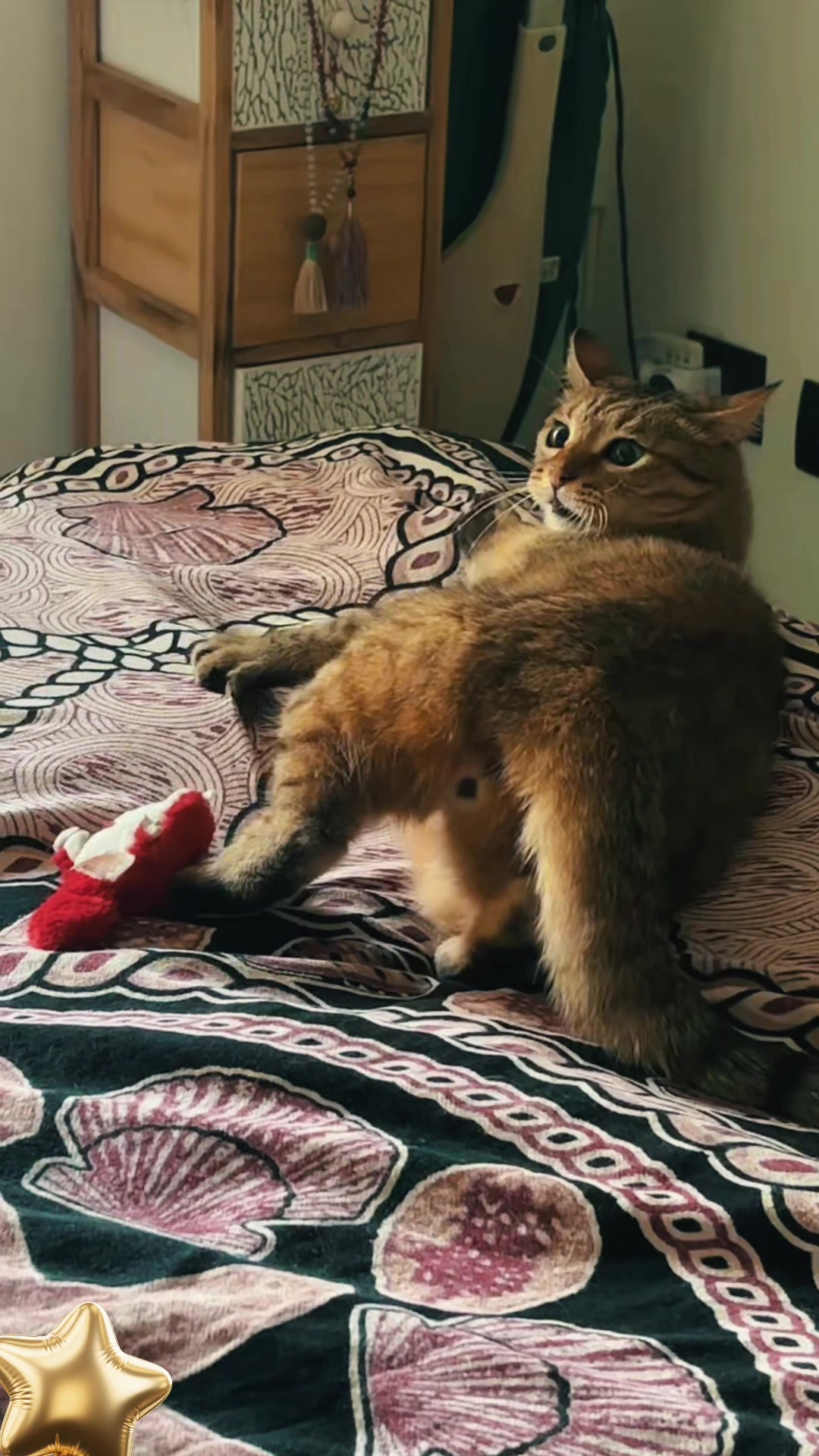 @Life with Kokoro the cat