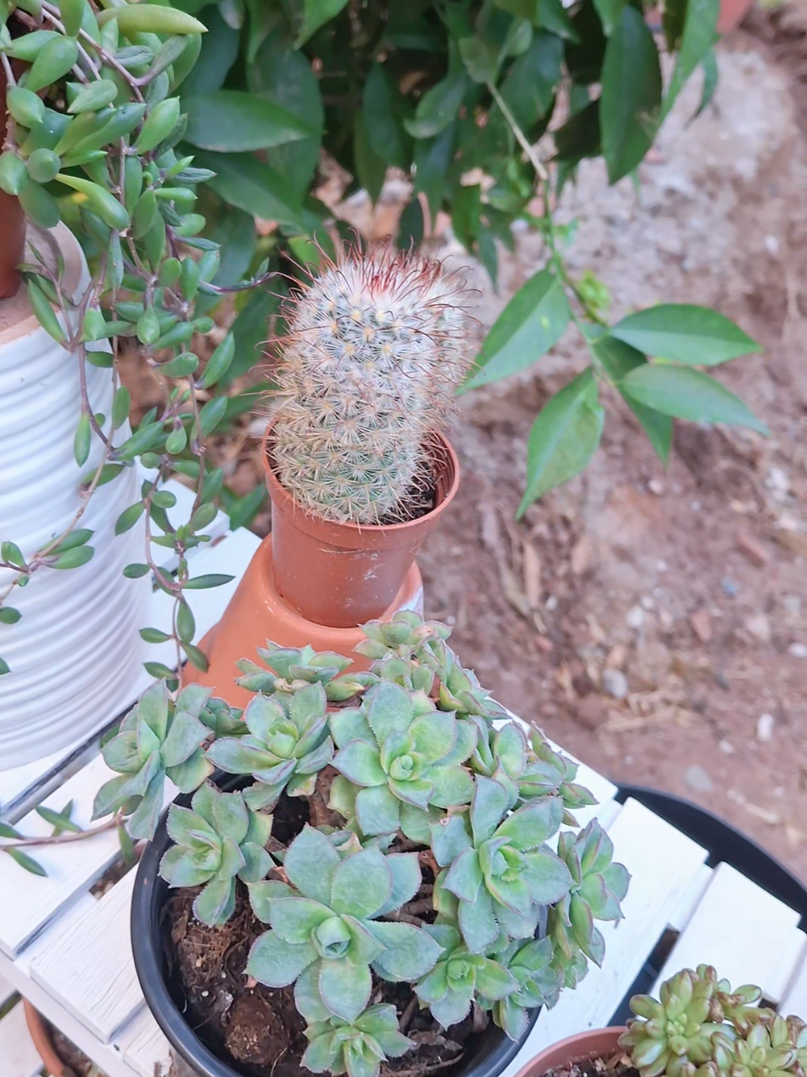 @Succulent_ninja
