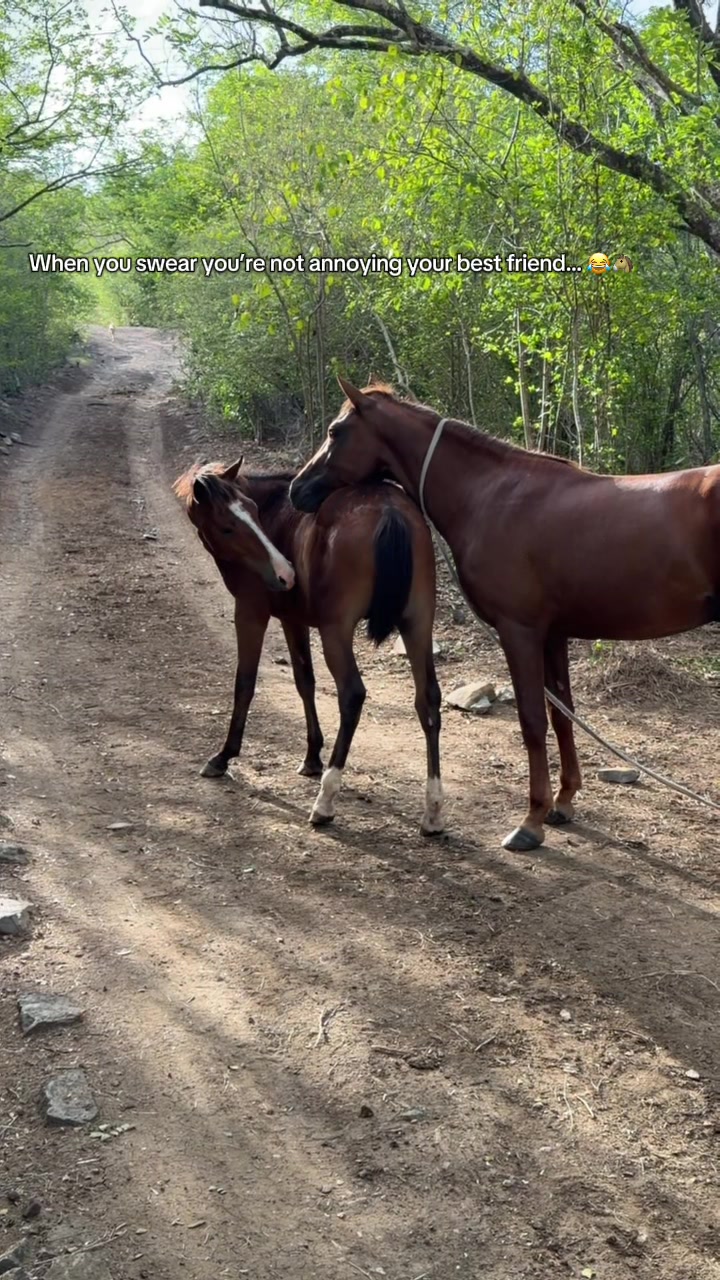 @roots_riding_stables