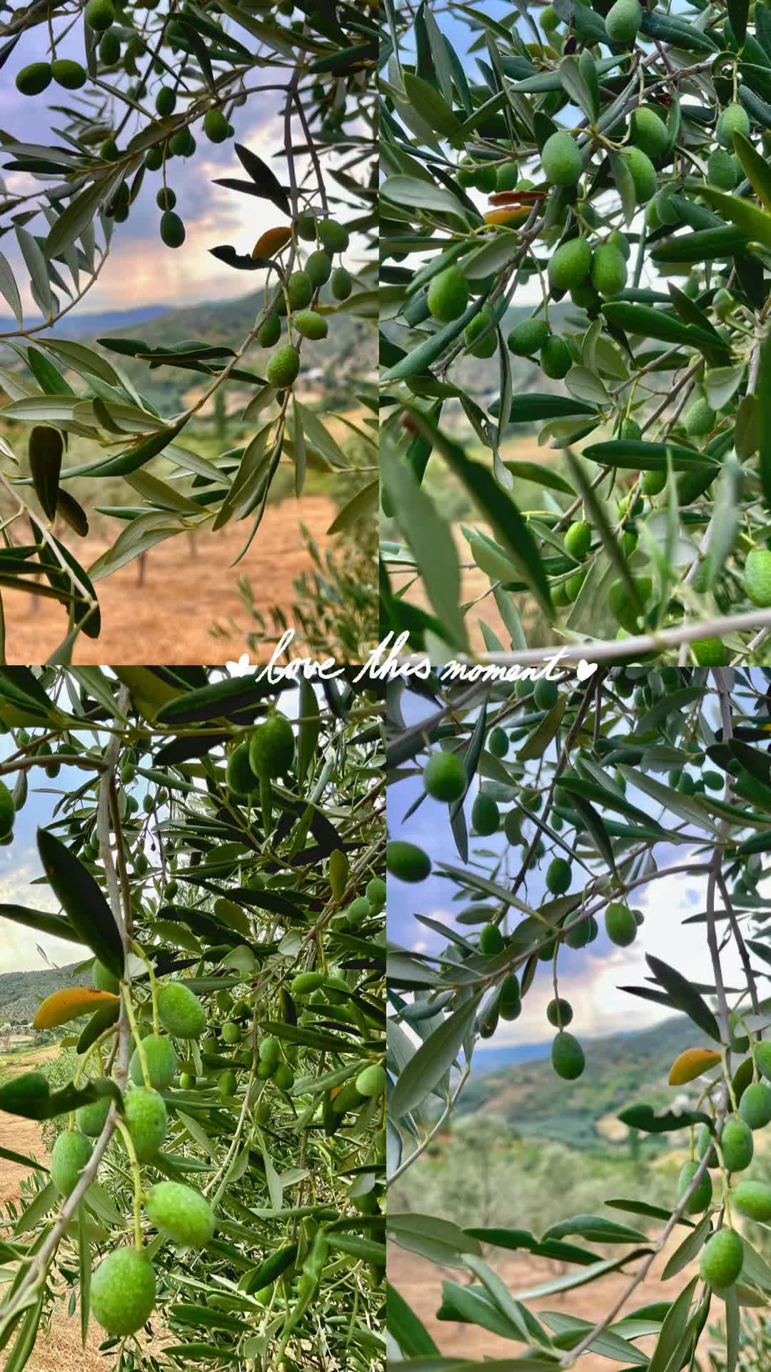 @🌿𝒟𝓇𝓊𝓇𝒾 𝒾 𝒿𝑒𝓉𝑒𝓈🌿