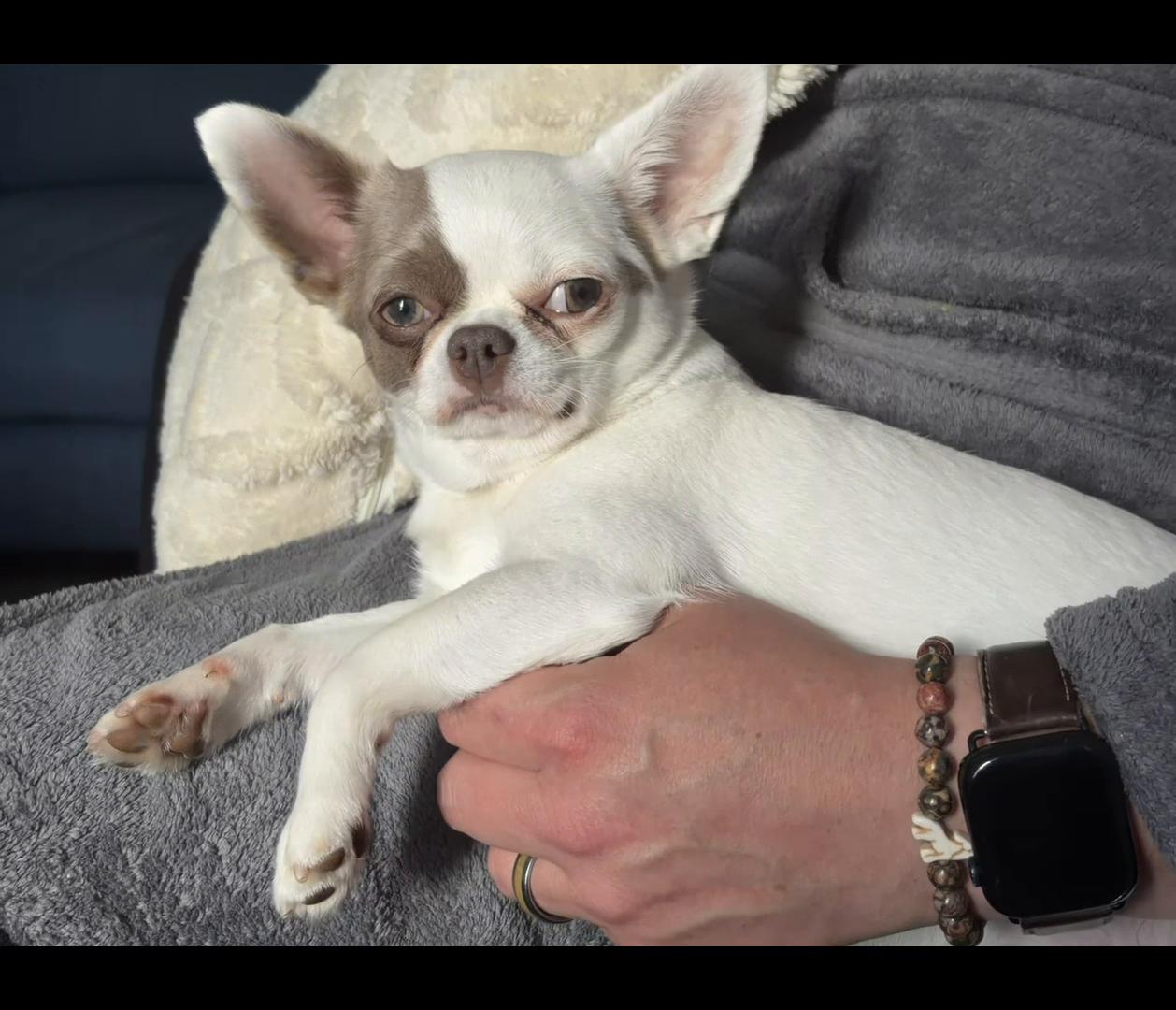 @My little Chi Chi