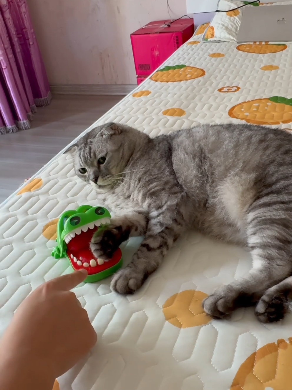 @DailyDoseOfKittyUK