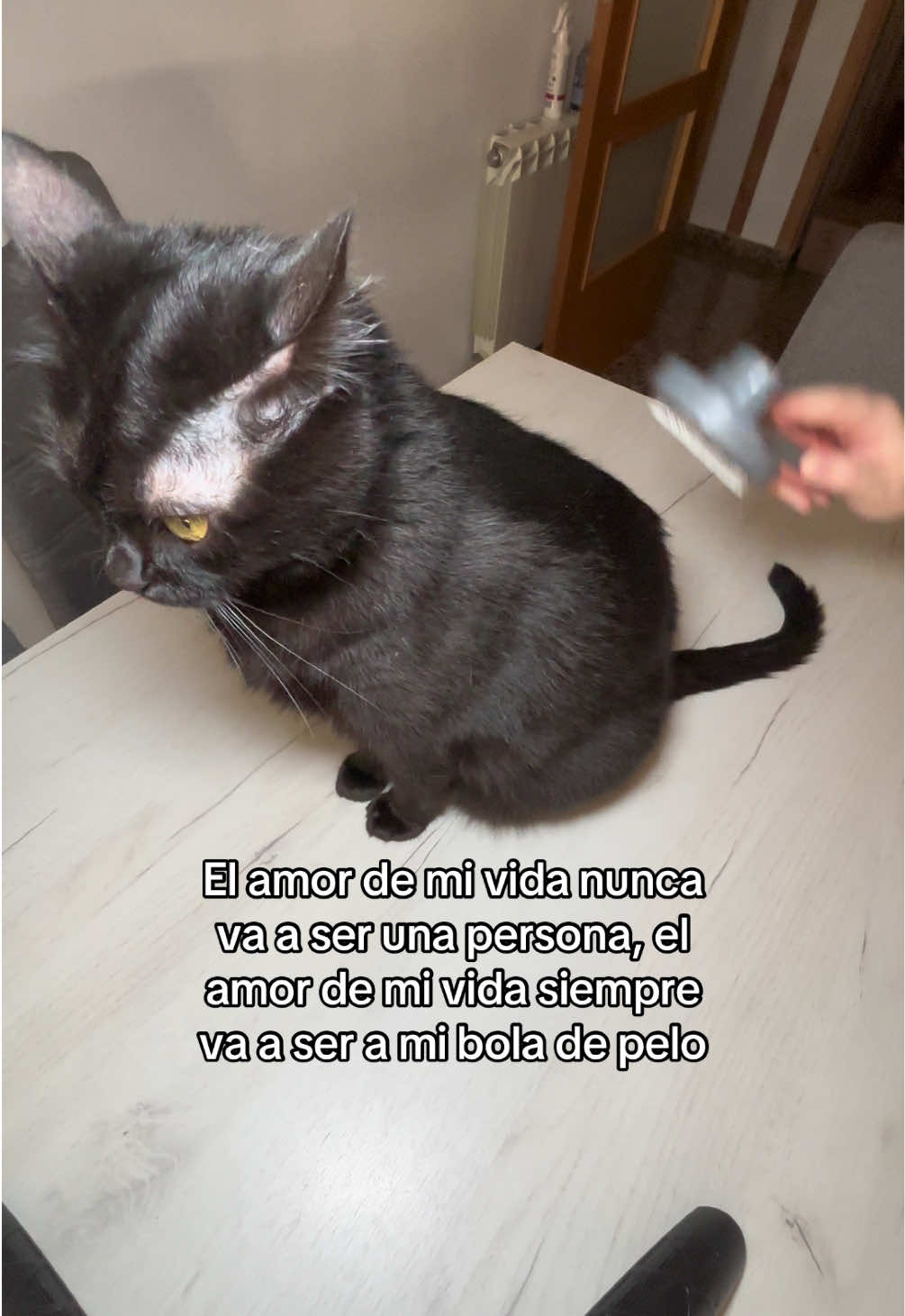 @BlackCatsMatter