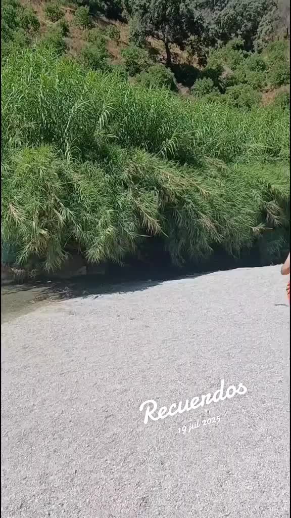 @brollid