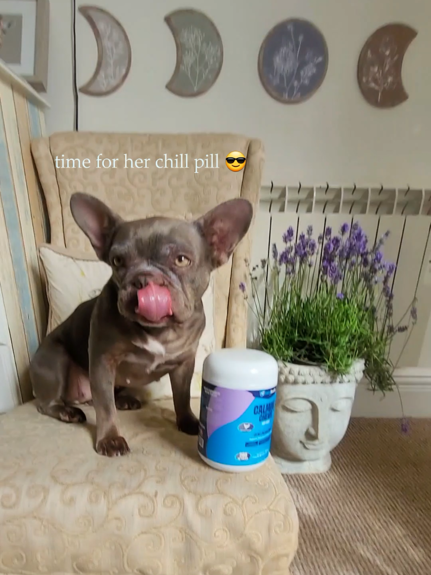@Dog Stuff 🐕