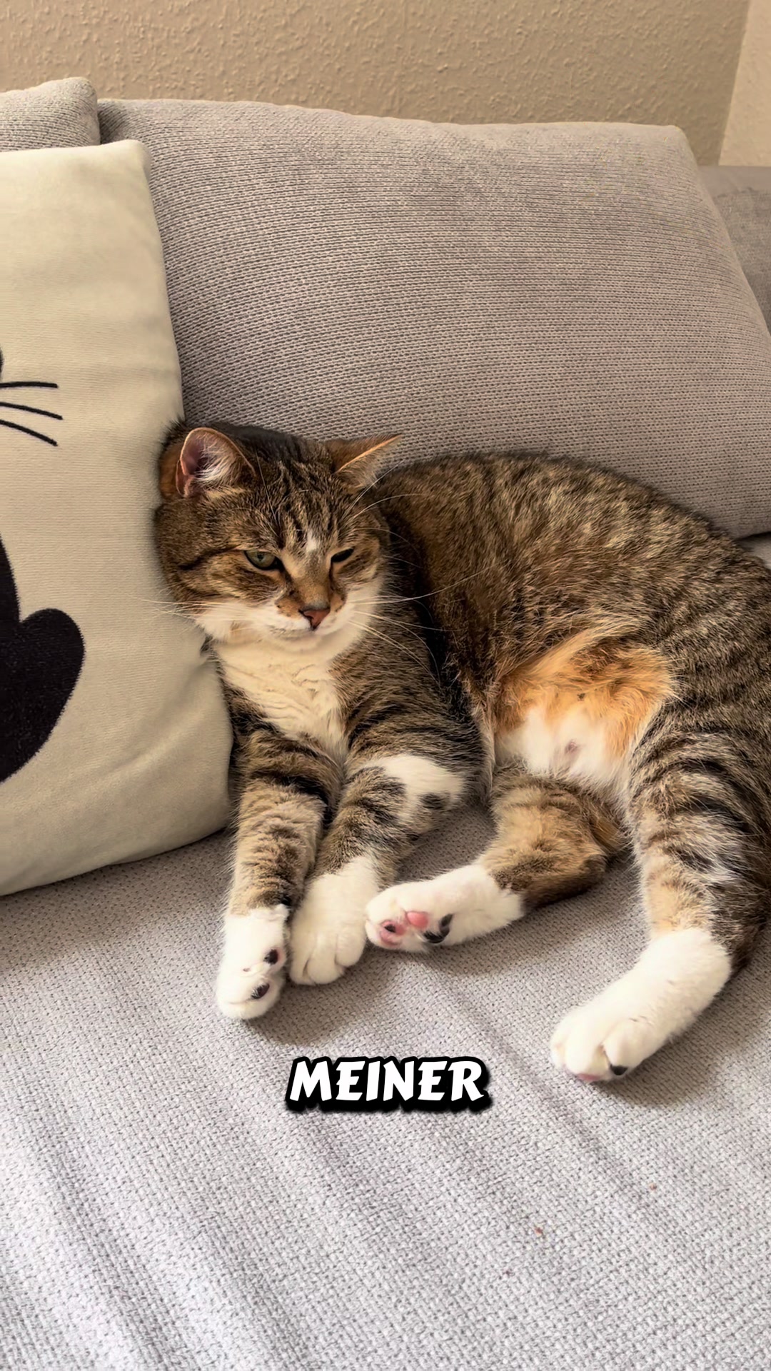 @Tina🙋🏼♀️Shiva🐈⬛❤️Mou🐈