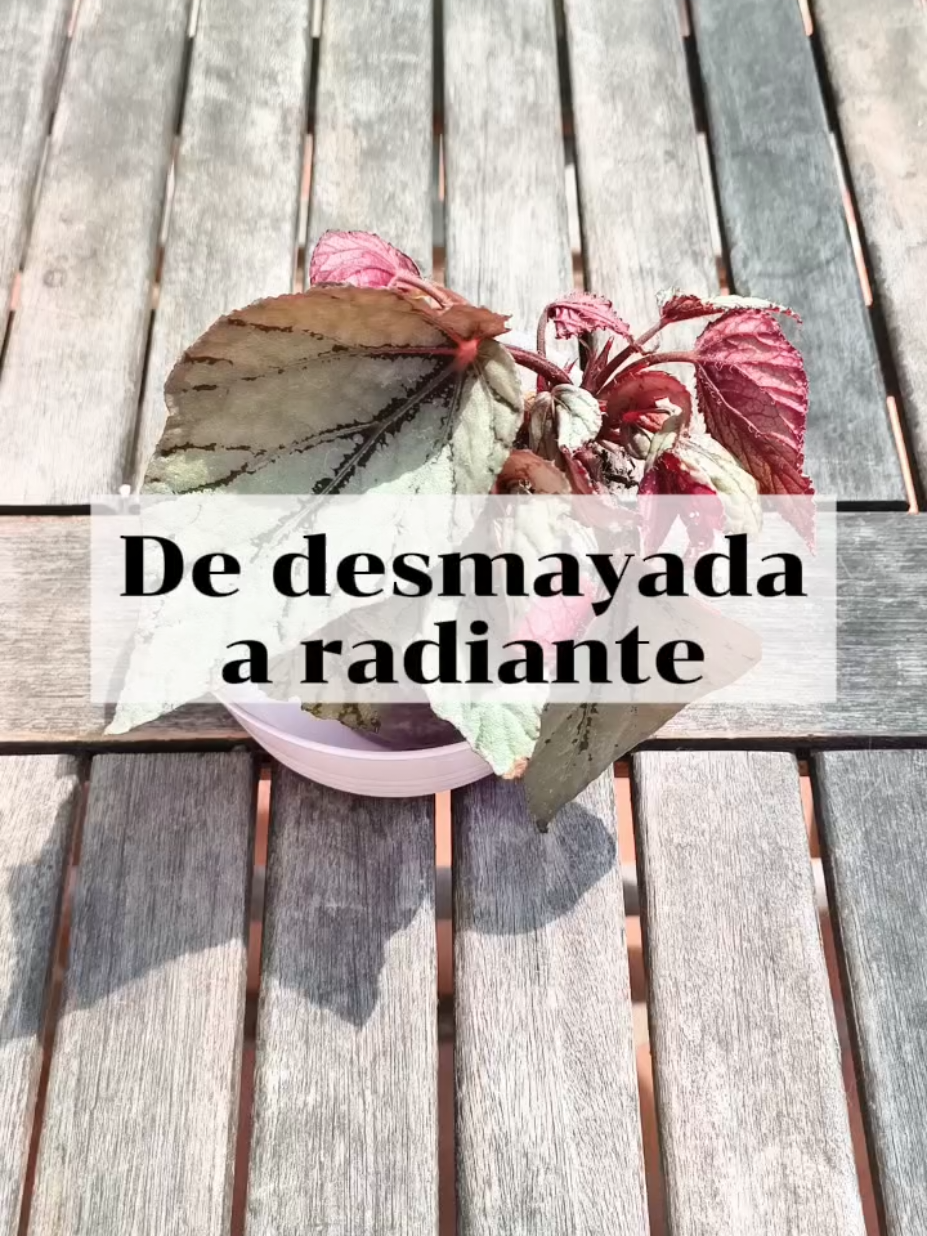 @𝑴𝒊 𝒑𝒂𝒕𝒊𝒐𝒉𝒖𝒆𝒓𝒕𝒐