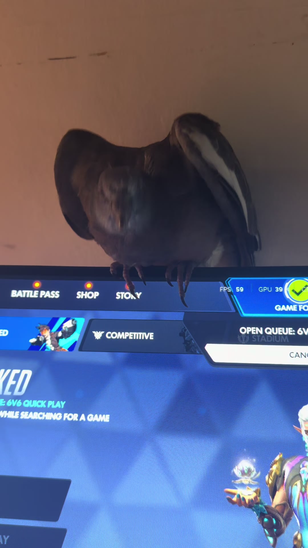 @Nekobutts 🐦