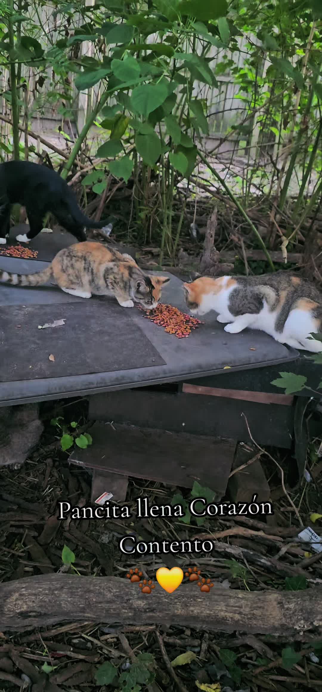 @🇲🇽Guli.Carrada 🐈⬛