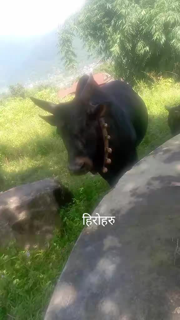 @Tanahun tiger