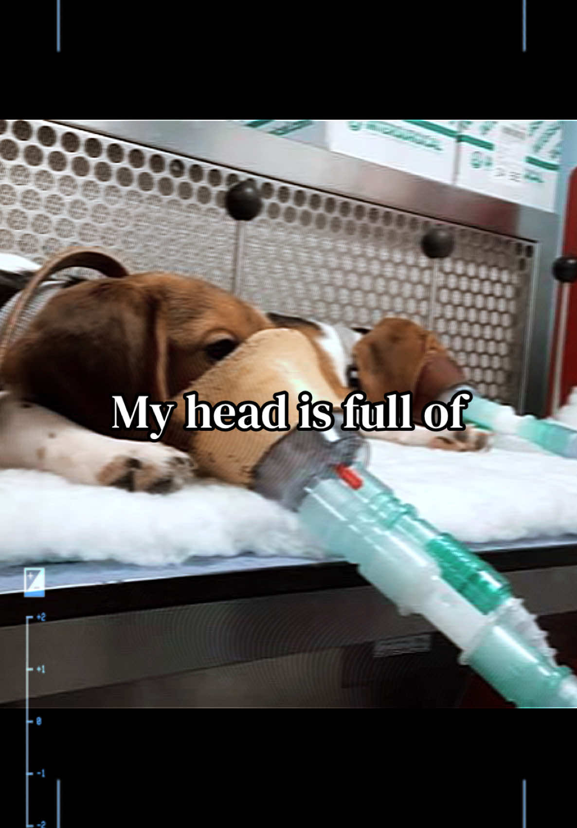 @animalrightsdaily