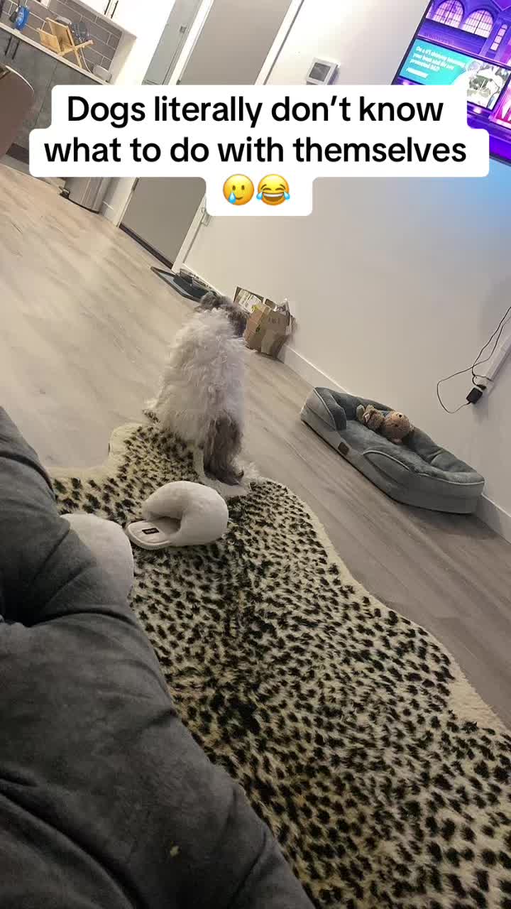 @FLUFFYGYALFLEEKDEM ✂️🇯🇲