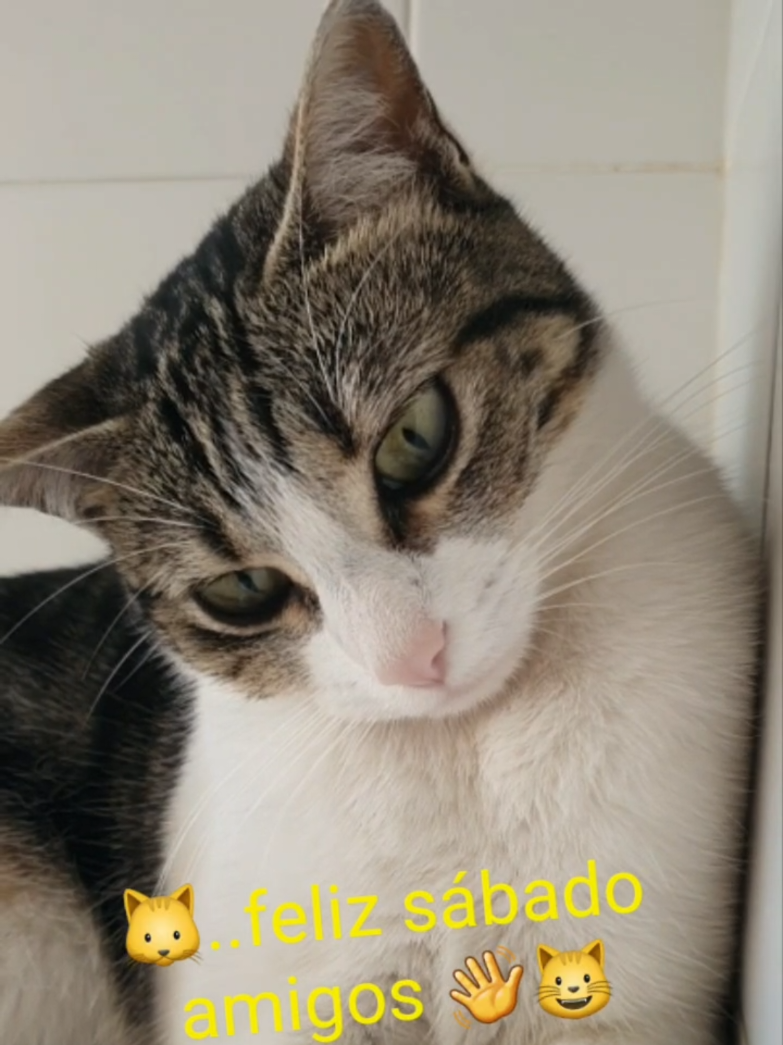 @nikii