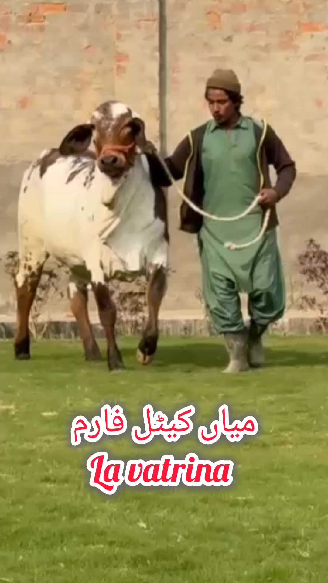 @shehzada