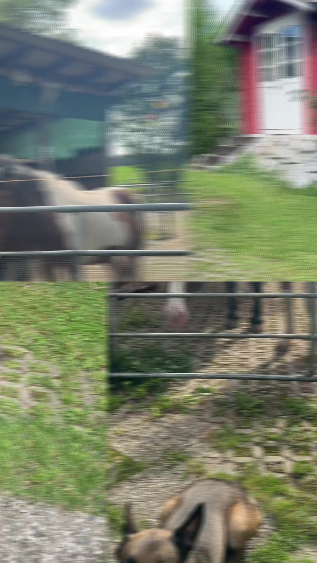 @malinois_und_ich