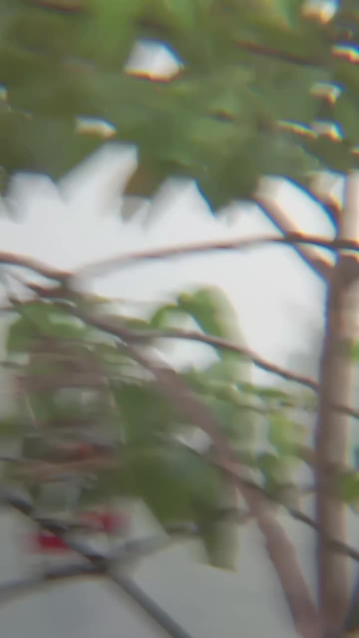 @Srindit kaltara 🦜