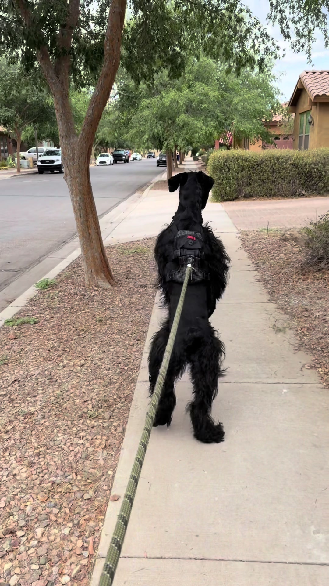 @Fiona Walks