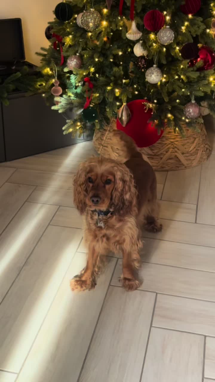@🌸🐶Pamela Cocker Spaniel🐶🌸
