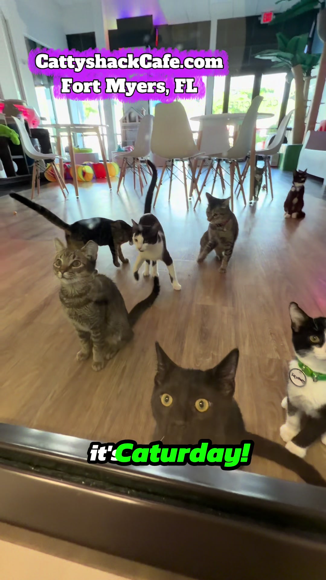 @cattyshackcafe