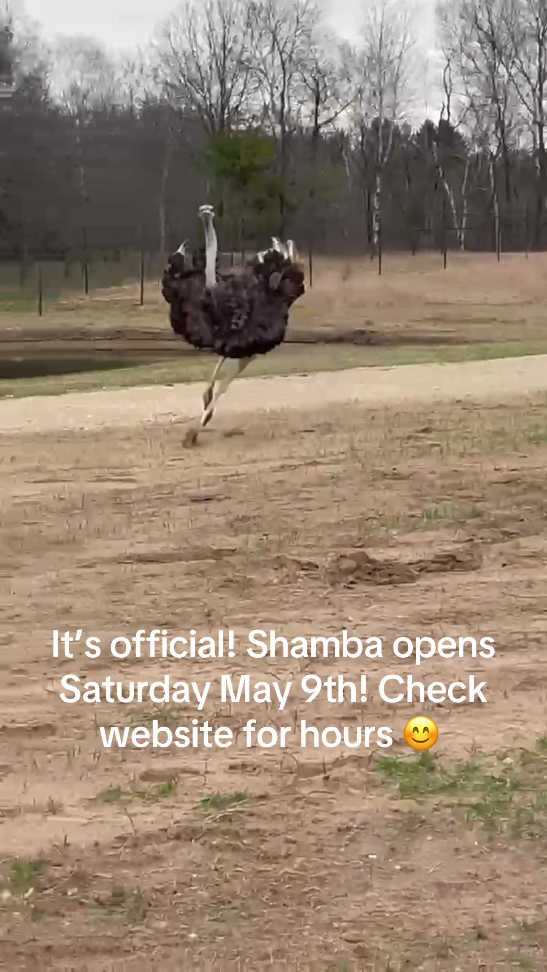 @Shamba Safari