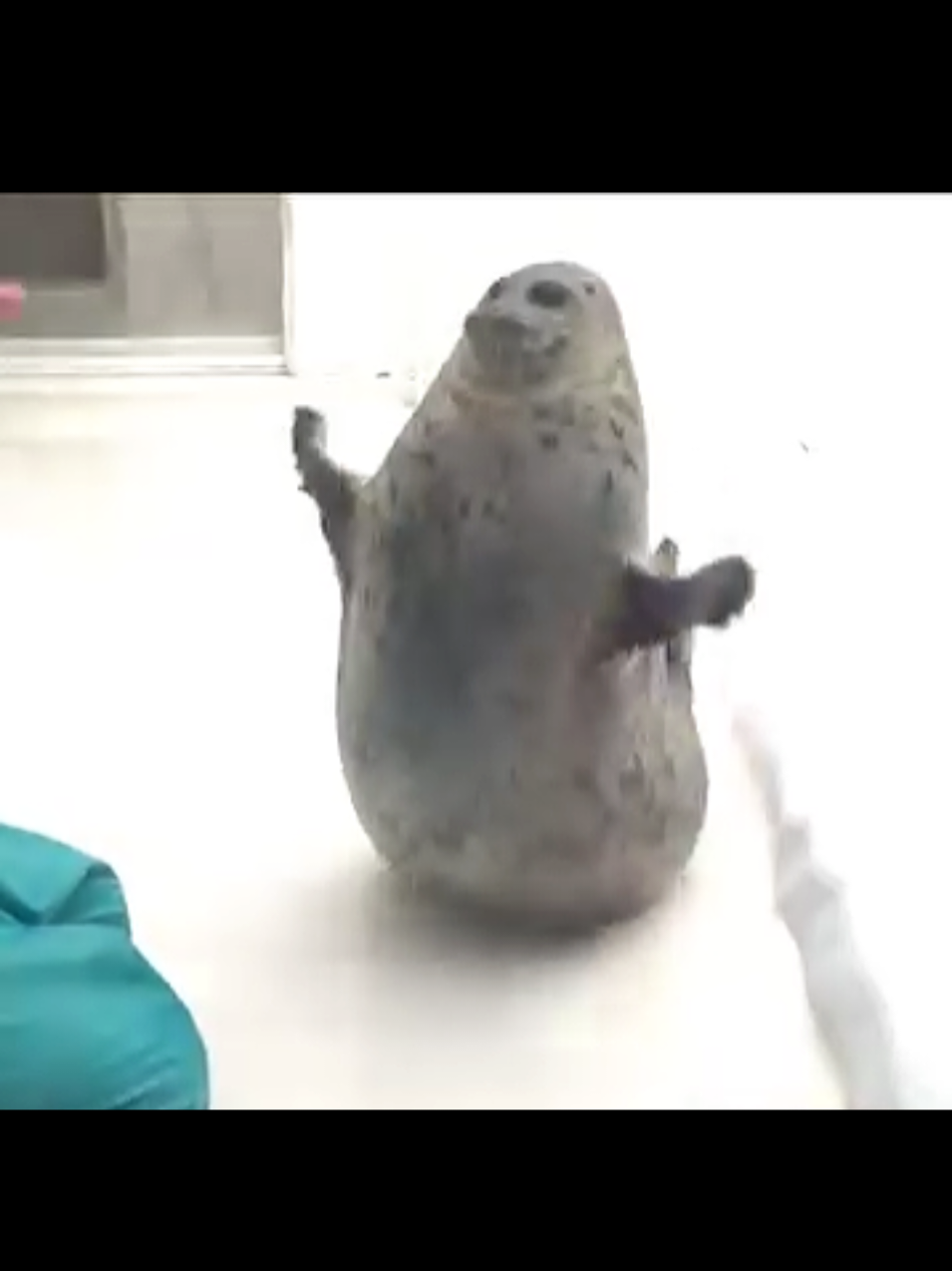 @🩷🎀 seal 🦭🩷