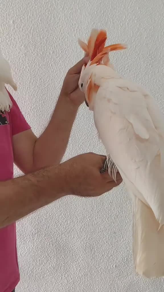 @TODO LOROS
