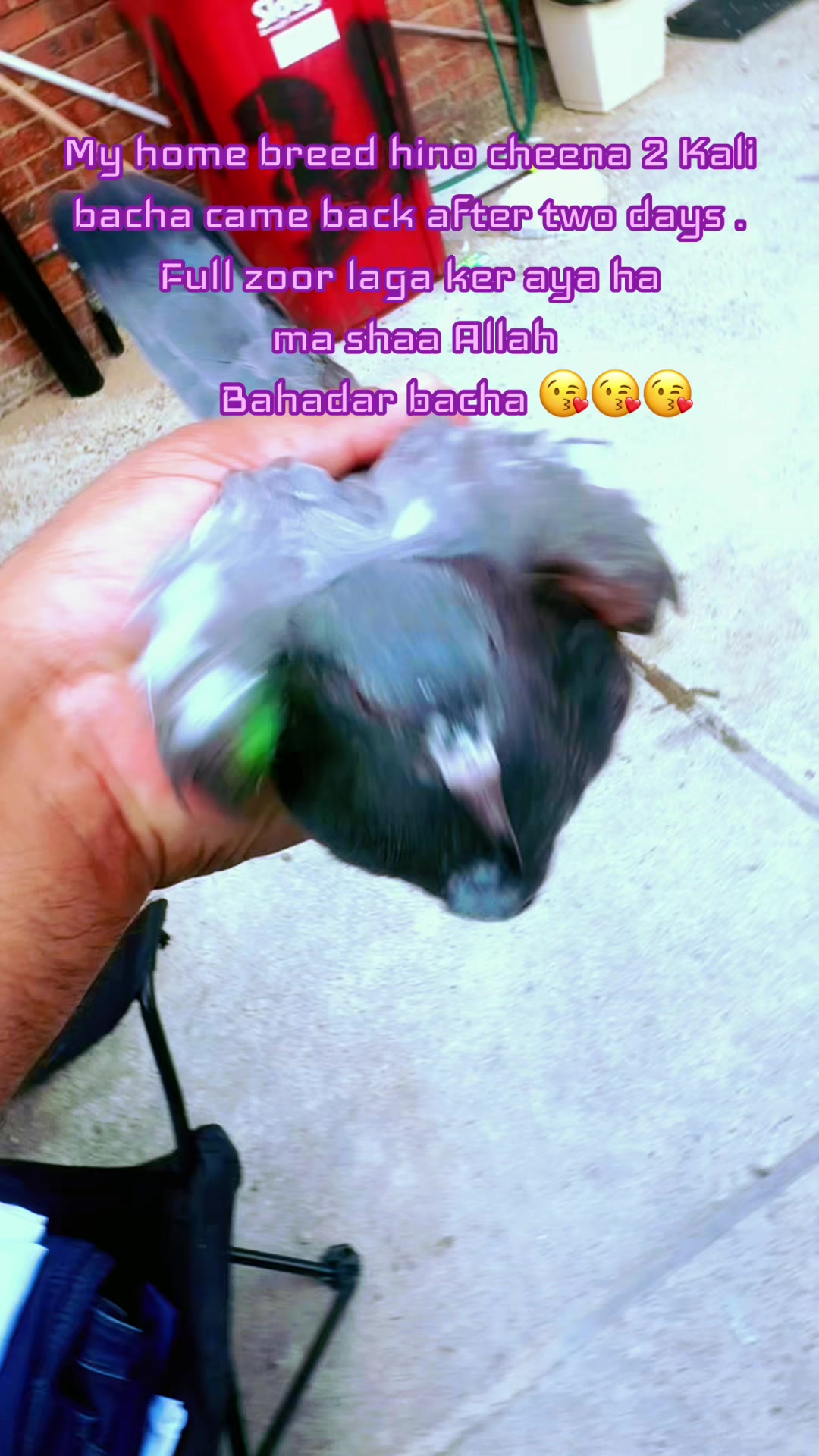 @DKB🇵🇰ĦighFlyerPigeonClub 🕊️
