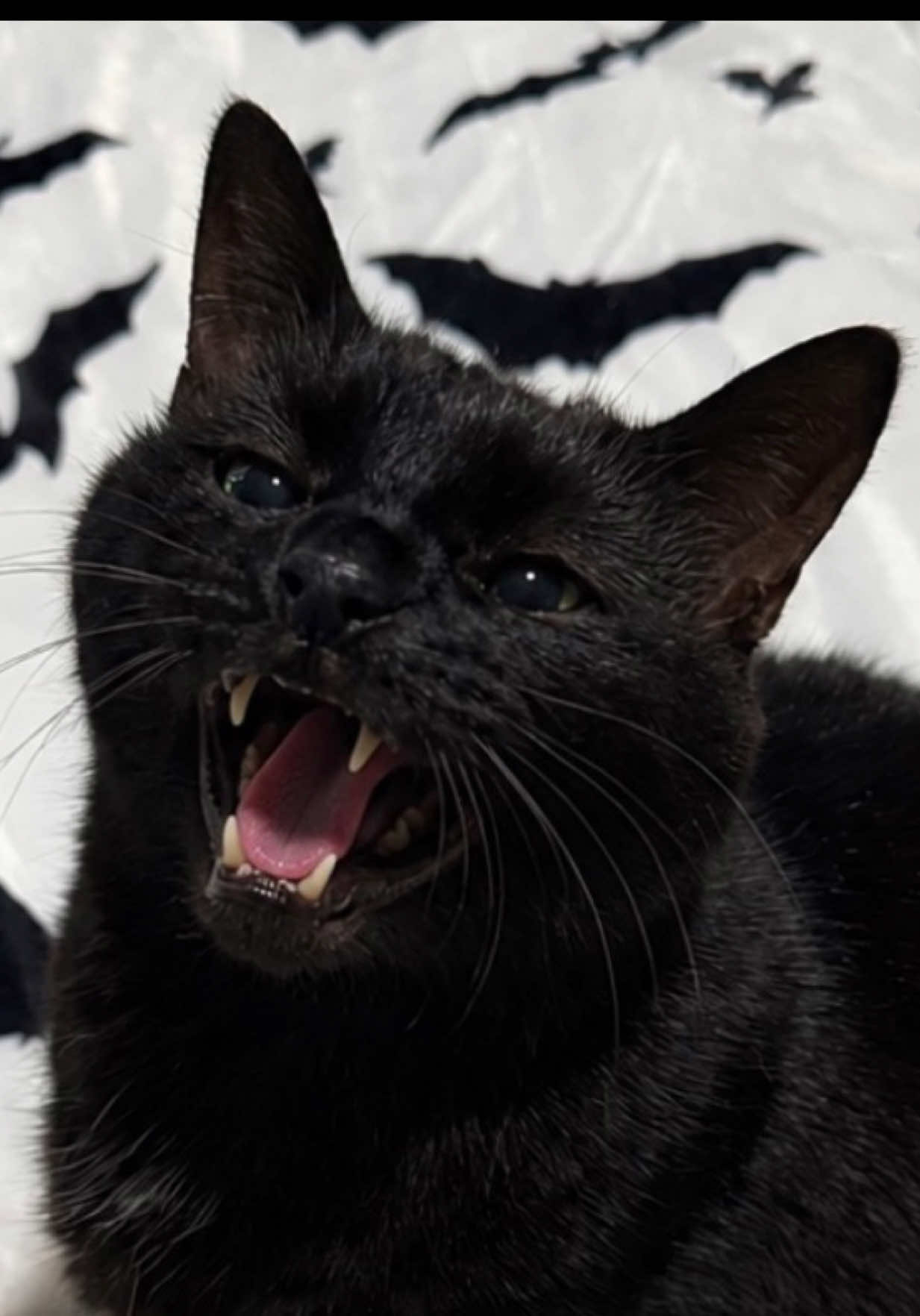 @Teefie_tribe 🐈⬛🐈⬛🐈🦷🦷
