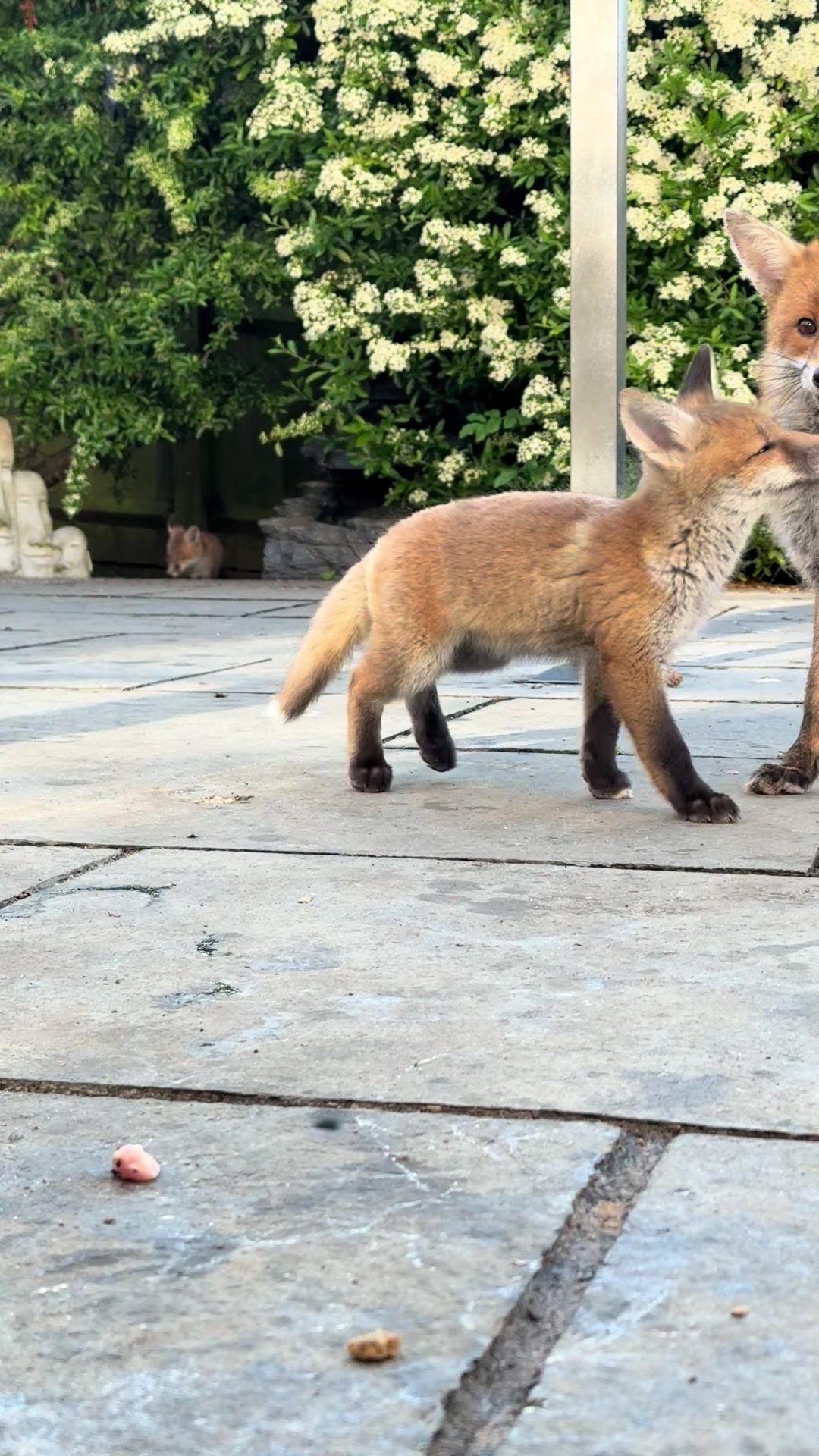 @gp_foxes