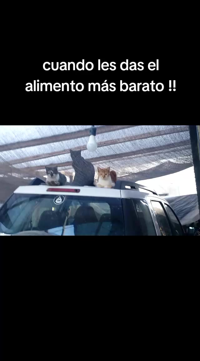 @arnaldo