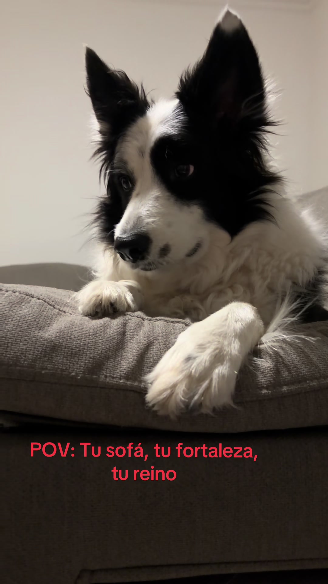 @Pituykay y agapornis