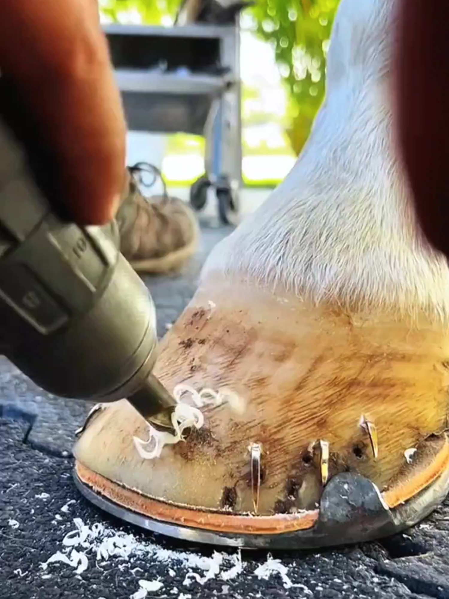 @American Farrier 🇺🇸🇺🇲