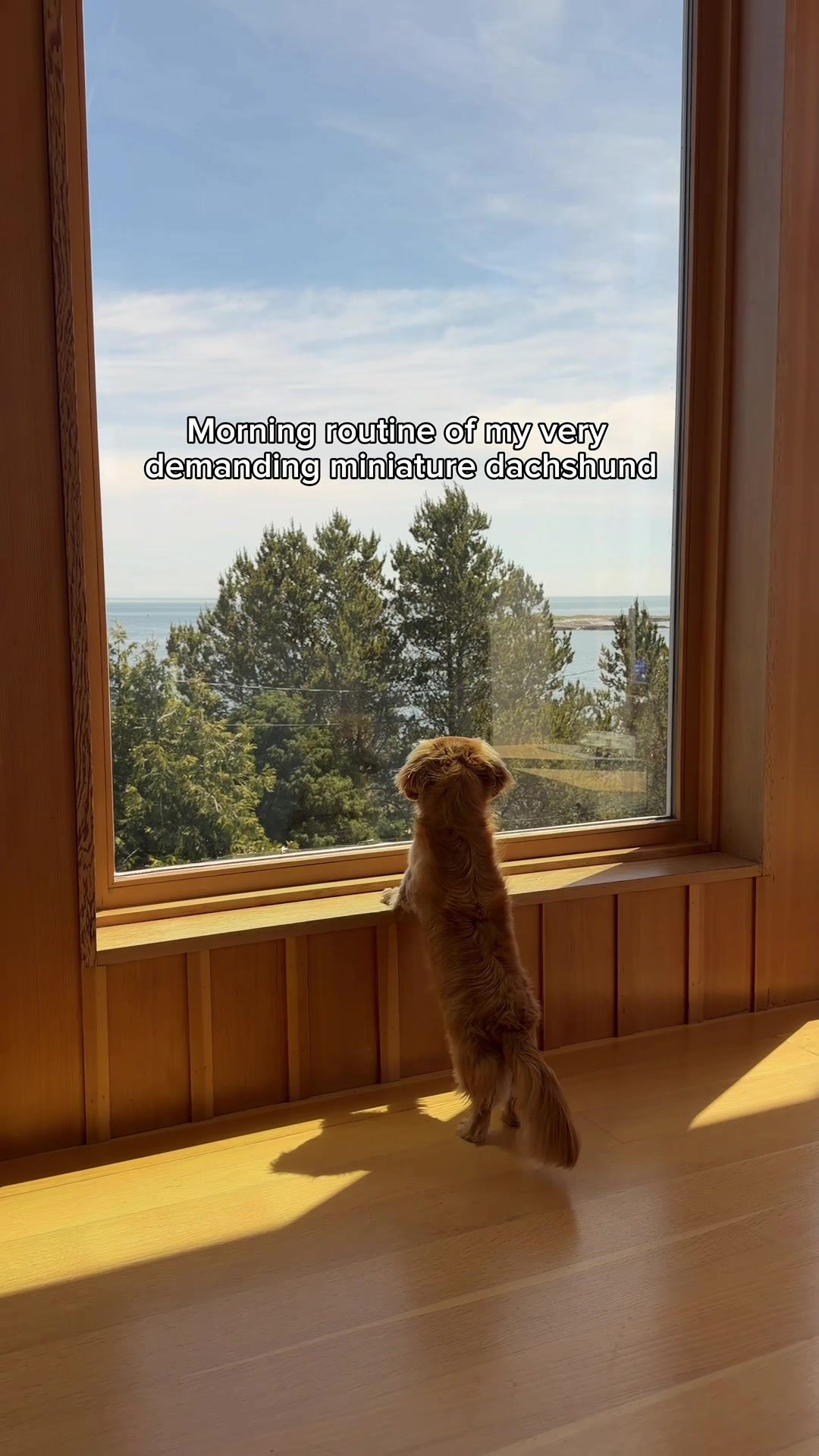 @cashewdachshund
