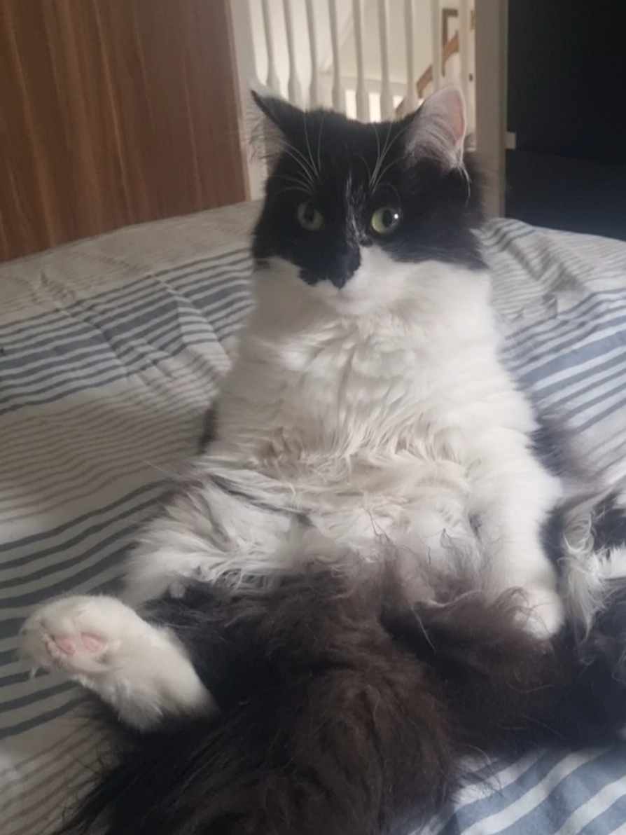 @2catlife
