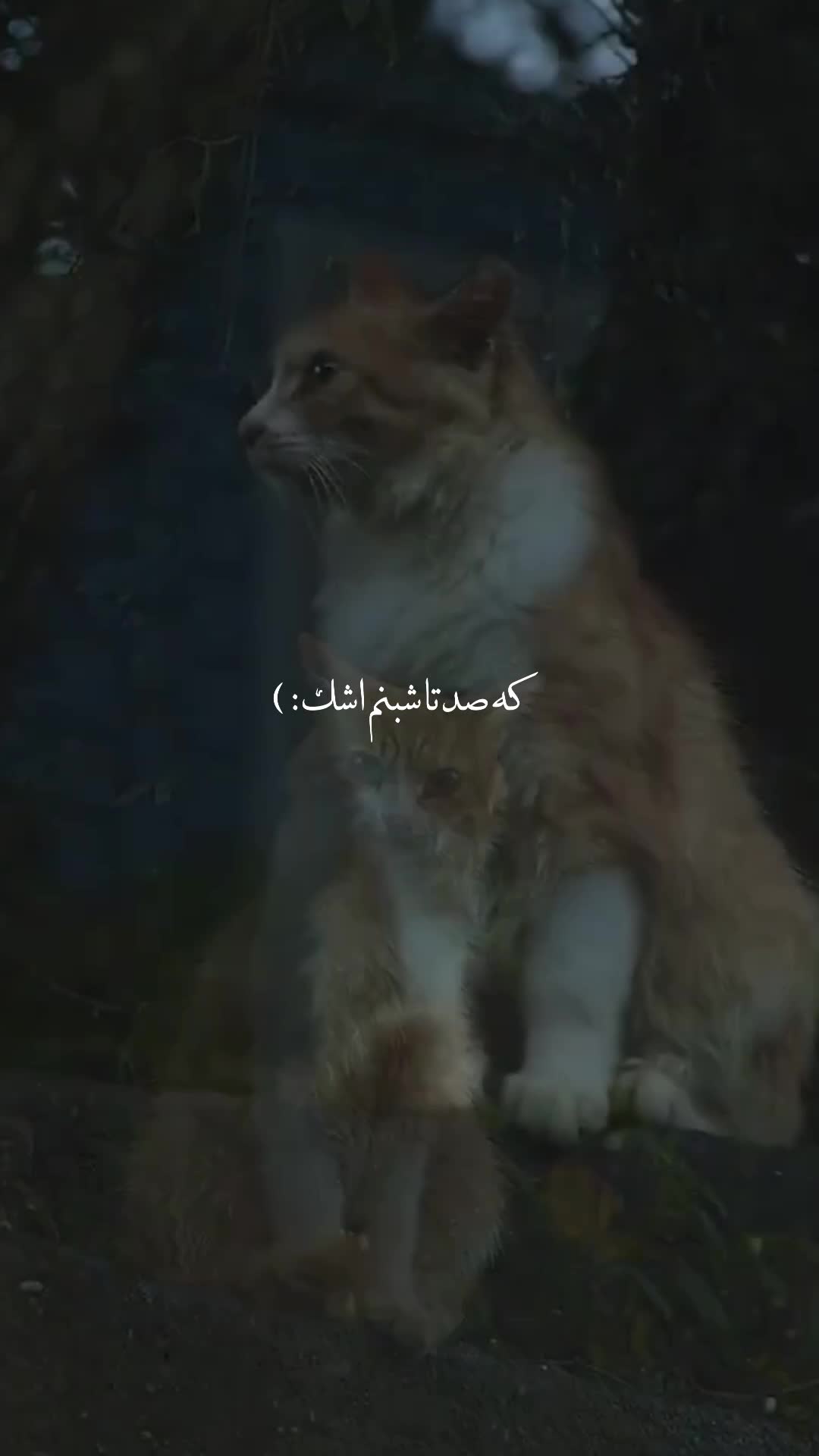 @ᴀ ᴍ ᴜ ᴋ