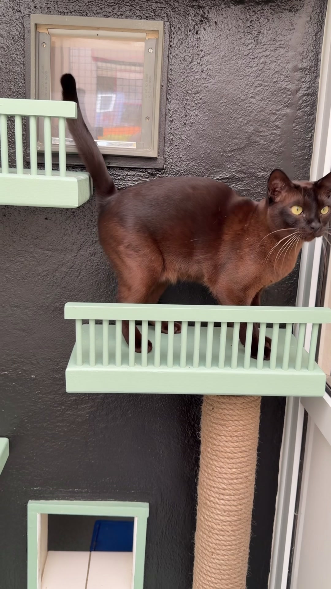 @Herongate Village Cattery